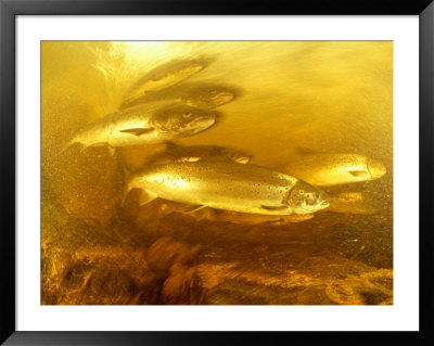 An Underwater Photograph Of Atlantic Salmon by Bill Curtsinger Pricing Limited Edition Print image