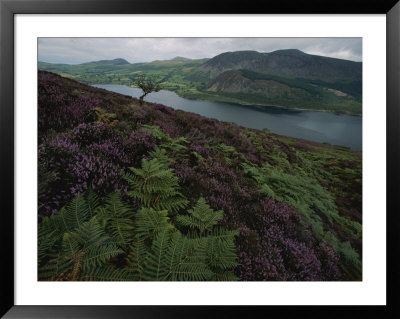 Lake District View From A Hillside Blanketed In Heather by Annie Griffiths Belt Pricing Limited Edition Print image