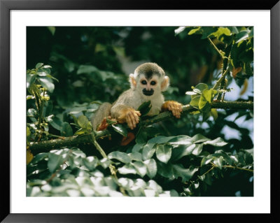 A Squirrel Monkey Hides In The Brush by Roy Toft Pricing Limited Edition Print image