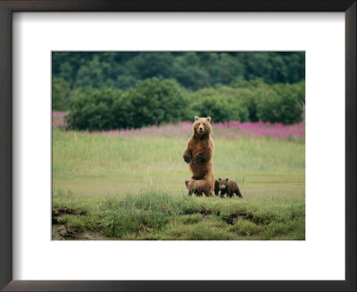 An Alaskan Brown Bear Guards Her Cubs by Roy Toft Pricing Limited Edition Print image