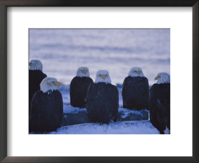A Group Of Bald Eagles Rest On A Breakwater In Homer by Norbert Rosing Pricing Limited Edition Print image