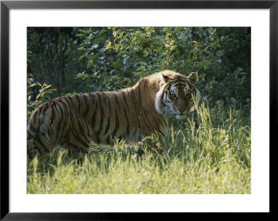 A Tiger In The Grass by Dr. Maurice G. Hornocker Pricing Limited Edition Print image