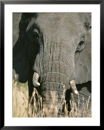 A Close View Of An African Elephant by David Pluth Pricing Limited Edition Print image