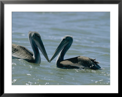 Brown Pelicans Touching Beaks by Robert Madden Pricing Limited Edition Print image