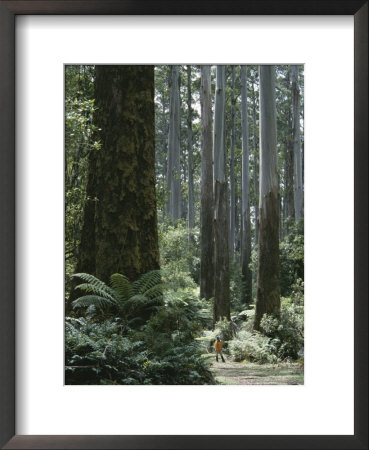 A Hiker Dwarfed By Towering Eucalyptus Trees by Bill Hatcher Pricing Limited Edition Print image