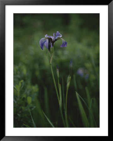 A Solitary Purple Iris Surrounded By Greenery by Raymond Gehman Pricing Limited Edition Print image