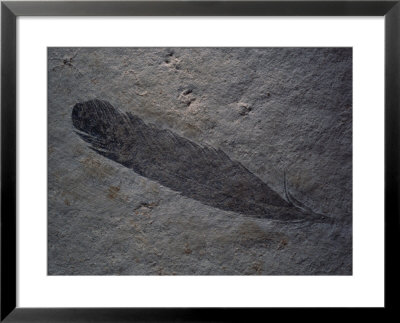 Earliest Known Bird Fossil Found In 1861 In The Bed Of An Ancient Lagoon In Bavaria by O. Louis Mazzatenta Pricing Limited Edition Print image