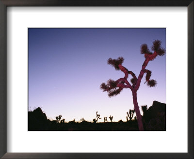 Silhouetted Joshua Trees At Sunset by Rich Reid Pricing Limited Edition Print image