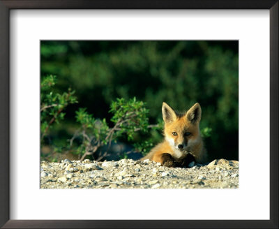 Red Fox (Vulpes Vulpes) Juvenile, Boreal Forest, Manitoba, Canada by Norbert Rosing Pricing Limited Edition Print image