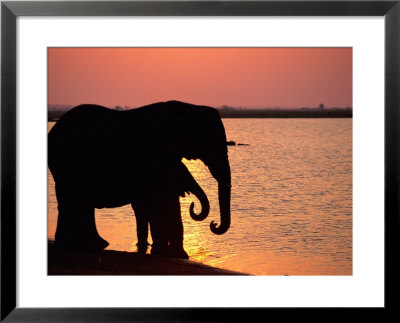 African Elephants Silhouetted Against The Water by Beverly Joubert Pricing Limited Edition Print image
