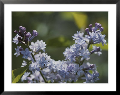 Close View Of Hyacinth Lilacs (Syringa Hyachinthiflora) by Darlyne A. Murawski Pricing Limited Edition Print image