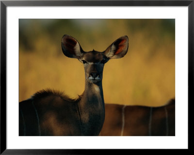 Greater Kudu by Beverly Joubert Pricing Limited Edition Print image