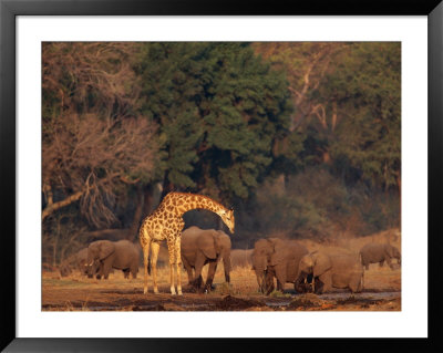 Elephants And A Solitary Giraffe Share A Water Hole by Beverly Joubert Pricing Limited Edition Print image