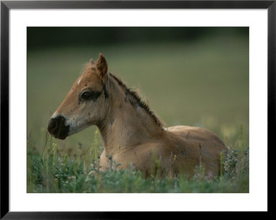 A Close View Of A Wild Colt Lying In A Field by Chris Johns Pricing Limited Edition Print image