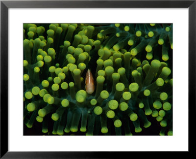A Clown Fish (Amphiprion Bicinctus) Hiding In Anemones by Heather Perry Pricing Limited Edition Print image