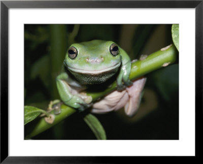 Close View Of A Green Tree Frog by Jason Edwards Pricing Limited Edition Print image