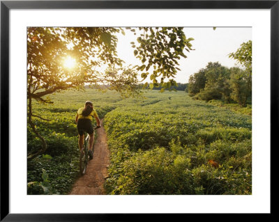 A Cyclist Rides On A Trail Through A Soybean Field by Skip Brown Pricing Limited Edition Print image
