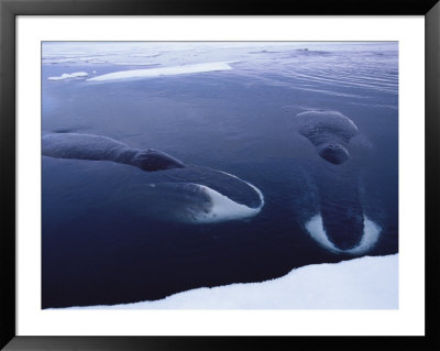 Greenland Right Whales Swimming Underwater by Paul Nicklen Pricing Limited Edition Print image