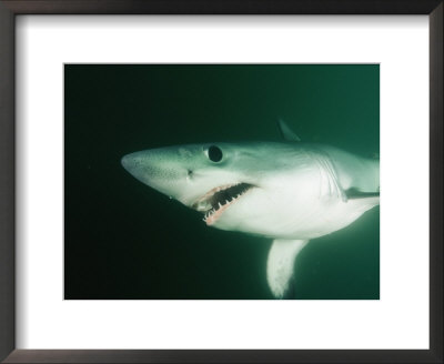 A Close View Of A Shark by Nick Caloyianis Pricing Limited Edition Print image