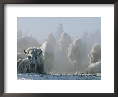A Frost-Covered Herd Of American Bison Brave The Freezing Winter Weather by Tom Murphy Pricing Limited Edition Print image