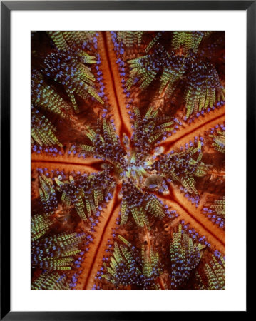 Close View Of Poisonous Fire Urchin Spines by Wolcott Henry Pricing Limited Edition Print image