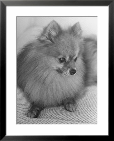 Pomeranian by Alfred Eisenstaedt Pricing Limited Edition Print image