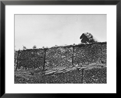 East German's Hand Reaching Over Glass Shards Embedded In Top Of The Newly Constructed Berlin Wall by Paul Schutzer Pricing Limited Edition Print image