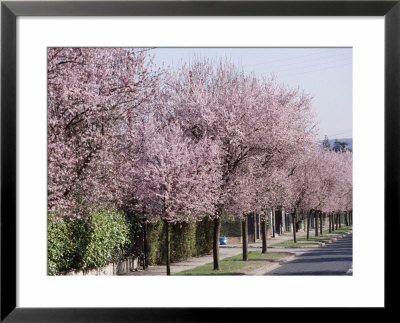 Prunus Cerasifera Pissardii Lining A Road With Blossom In Spring by Michele Lamontagne Pricing Limited Edition Print image