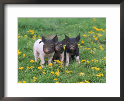 Domestic Pigletssus Scrofamontana by Alan And Sandy Carey Pricing Limited Edition Print image