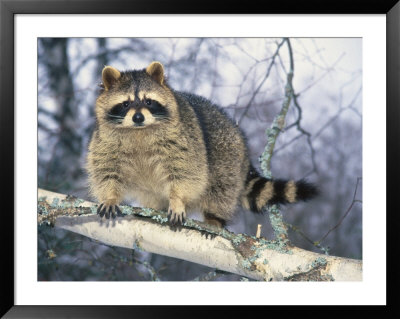 Montana, Raccoon by Michele Burgess Pricing Limited Edition Print image