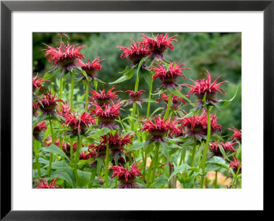Monarda (Squaw) by Mark Bolton Pricing Limited Edition Print image