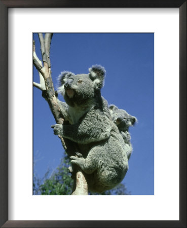 Koala, Carrying 5 Month Old Baby, Australia by Overseas Press Agency Pricing Limited Edition Print image