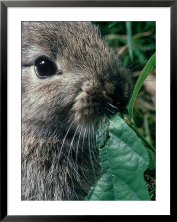 Rabbits, Baby Rabbit Eating by Oxford Scientific Pricing Limited Edition Print image