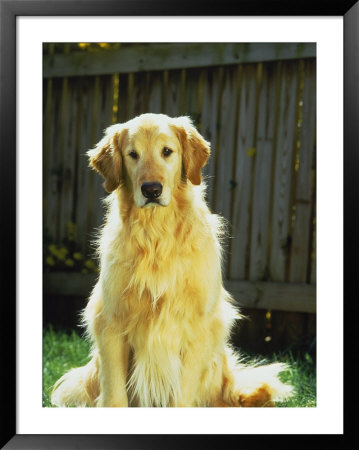 Portrait Of Golden Retriever by Chip Henderson Pricing Limited Edition Print image