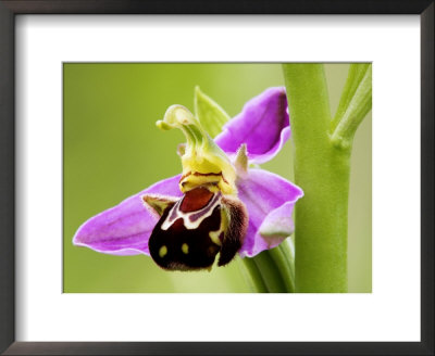 Bee Orchid, Close Up Of Single Flower, Uk by David Clapp Pricing Limited Edition Print image