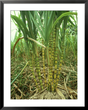 Sugar Cane, Malaysia by Harold Taylor Pricing Limited Edition Print image