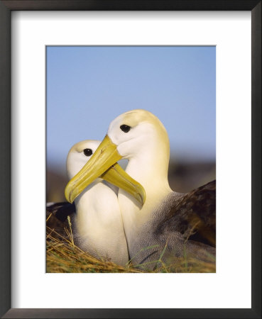 Waved Albatross, Pair Bonding, Espanola Island, Galapagos by Mark Jones Pricing Limited Edition Print image