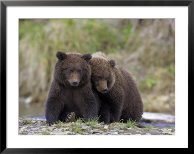Grizzly Bear, Two Cubs Sitting Together, Alaska by Mark Hamblin Pricing Limited Edition Print image