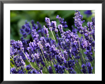 Lavandula Angustifolia (Lavender), Blue Flowers In Dappled Sunlight by Susie Mccaffrey Pricing Limited Edition Print image