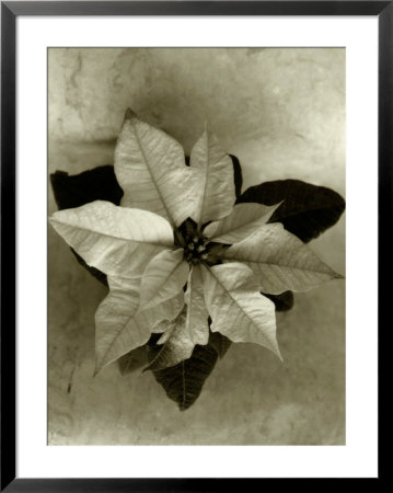 Top View Of Plant, Sepia Tone by Cheryl Clegg Pricing Limited Edition Print image