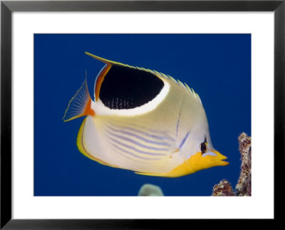Saddleback Butterflyfish, Hawaii by David B. Fleetham Pricing Limited Edition Print image