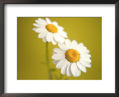 White Daisies by Masa Kono Pricing Limited Edition Print image