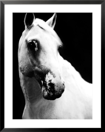White Horse In Stall by Tim Lynch Pricing Limited Edition Print image