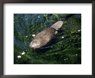 Beaver, Usa by Mary Plage Pricing Limited Edition Print image