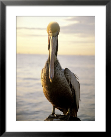 Pelican Sitting On A Wood Post by Fogstock Llc Pricing Limited Edition Print image