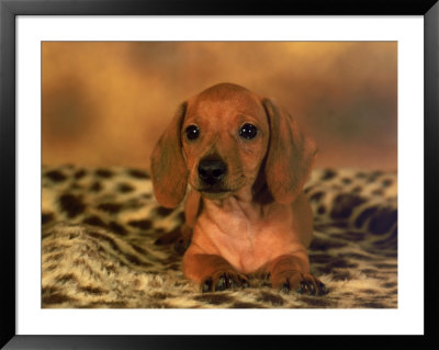 Dachshund Lying On Animal Print Blanket by Henryk T. Kaiser Pricing Limited Edition Print image