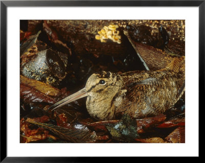 Woodcock, Sitting In Leaves, Aylesbury, Uk by Les Stocker Pricing Limited Edition Print image