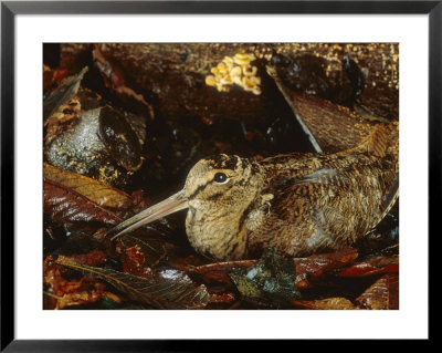 Woodcock, Sitting In Leaves, Aylesbury, Uk by Les Stocker Pricing Limited Edition Print image