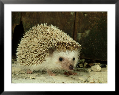 Four-Toed Hedgehog, England, Uk by Les Stocker Pricing Limited Edition Print image