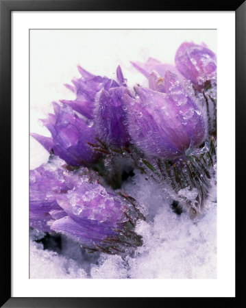 Pasqueflower, Anemone Patens, Growing In Snow by James Frank Pricing Limited Edition Print image